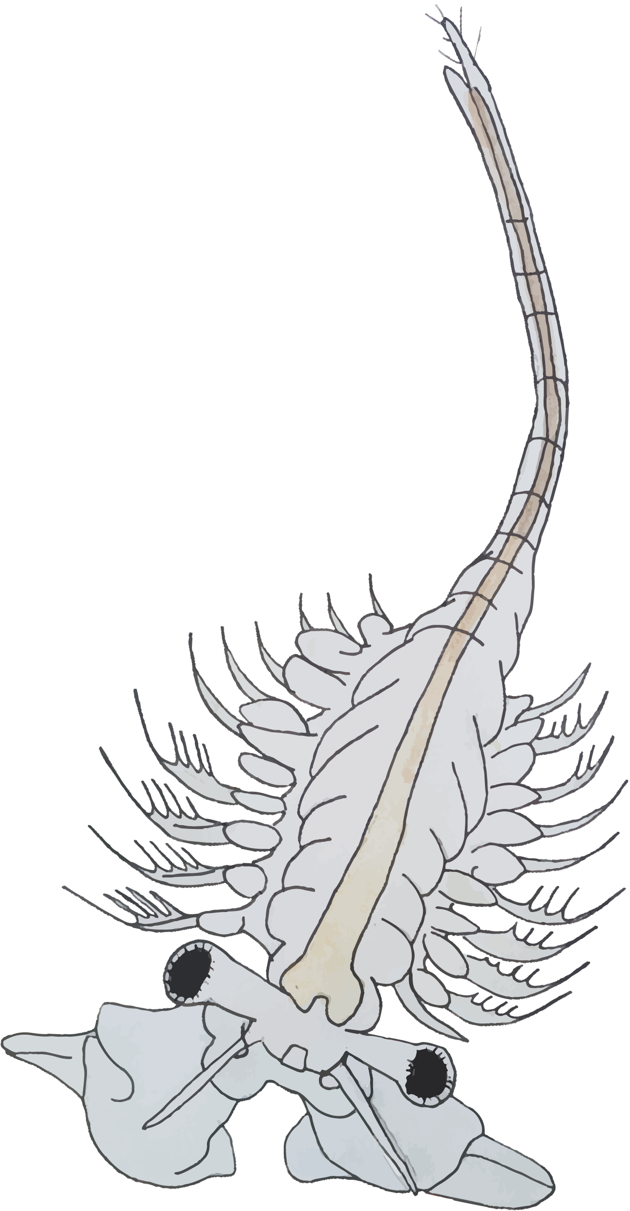 Peter Gulian Painting Artemia